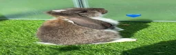 French Lop rabbits for sale: French lop - Advert 3