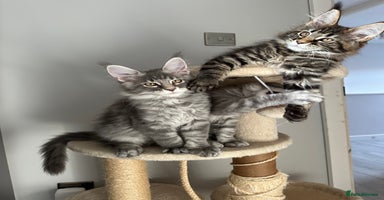Maine Coon cats - Advert 1