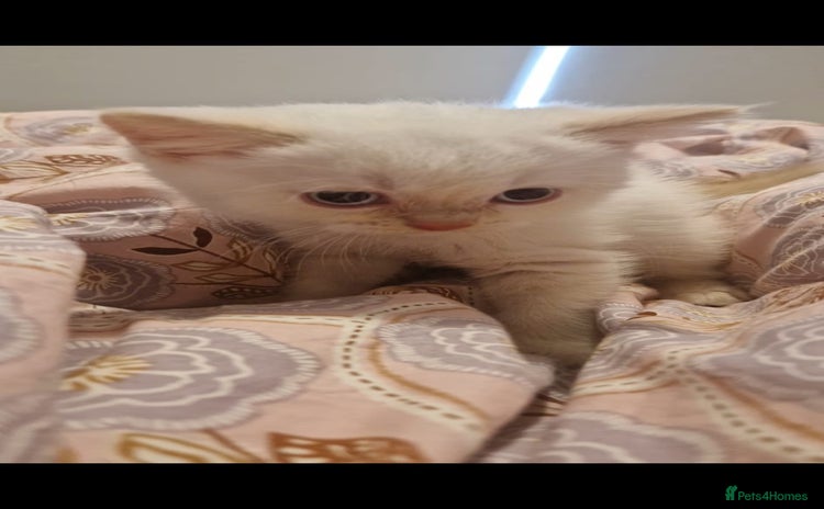 British Shorthair cats - Advert 6