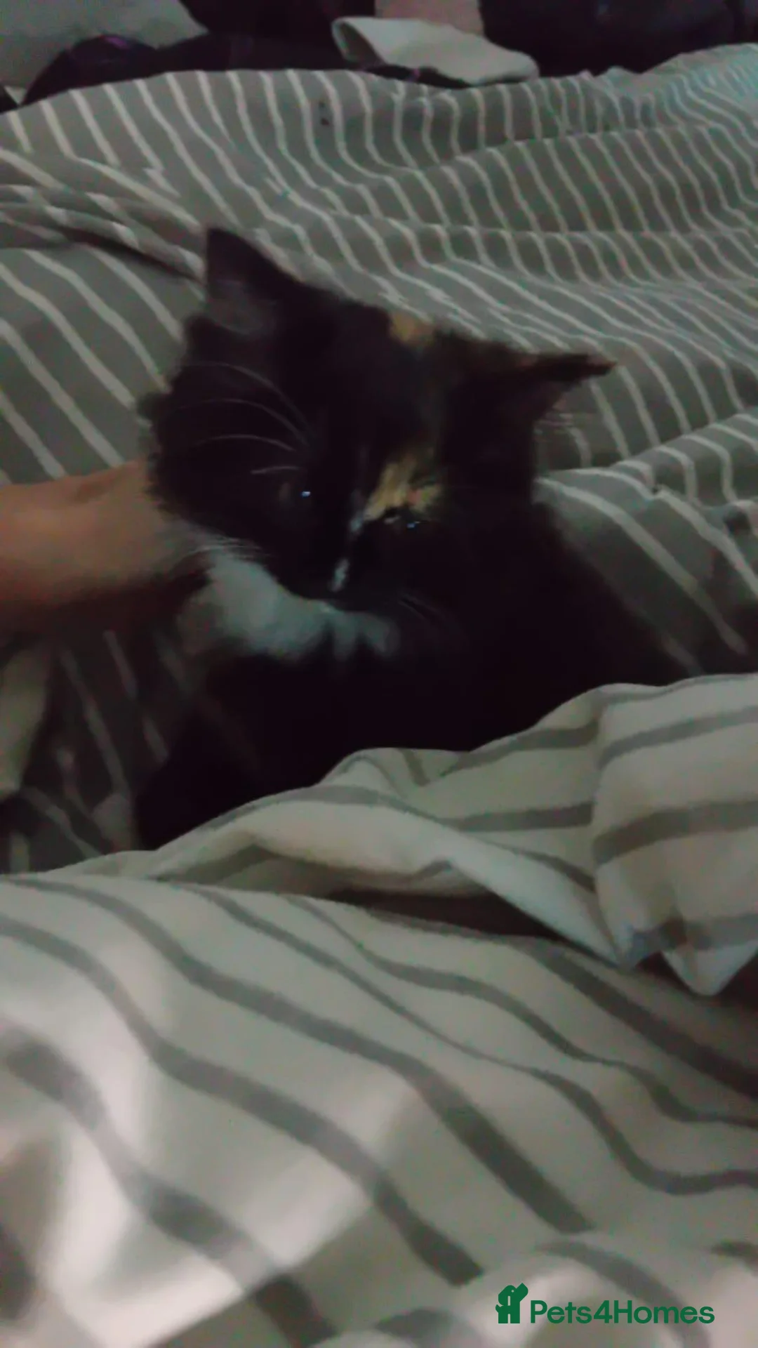 British Longhair cats for sale: Female kitten  - Advert 4
