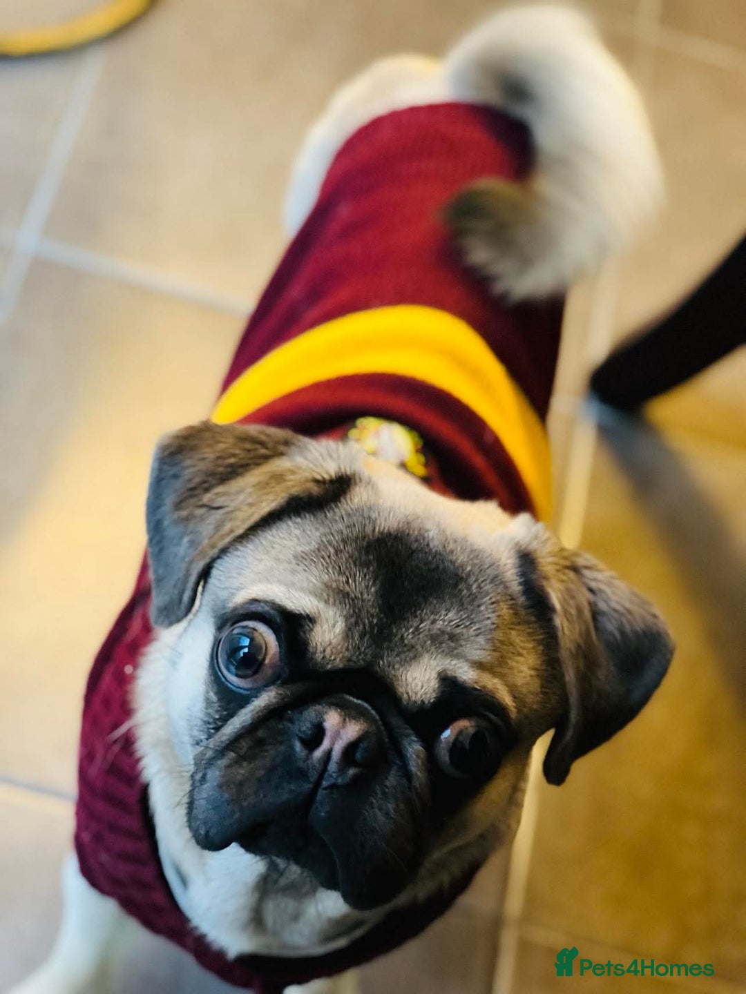 Pug dogs for sale: Beautiful 2 year old pug  - Image 3