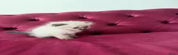 Scottish Fold cats for sale: Beautiful kittens🌹🤭 - Advert 23