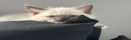 Ragdoll cats for sale: The Most Adorable Ragdoll Boy Kittens💙 - Advert 3