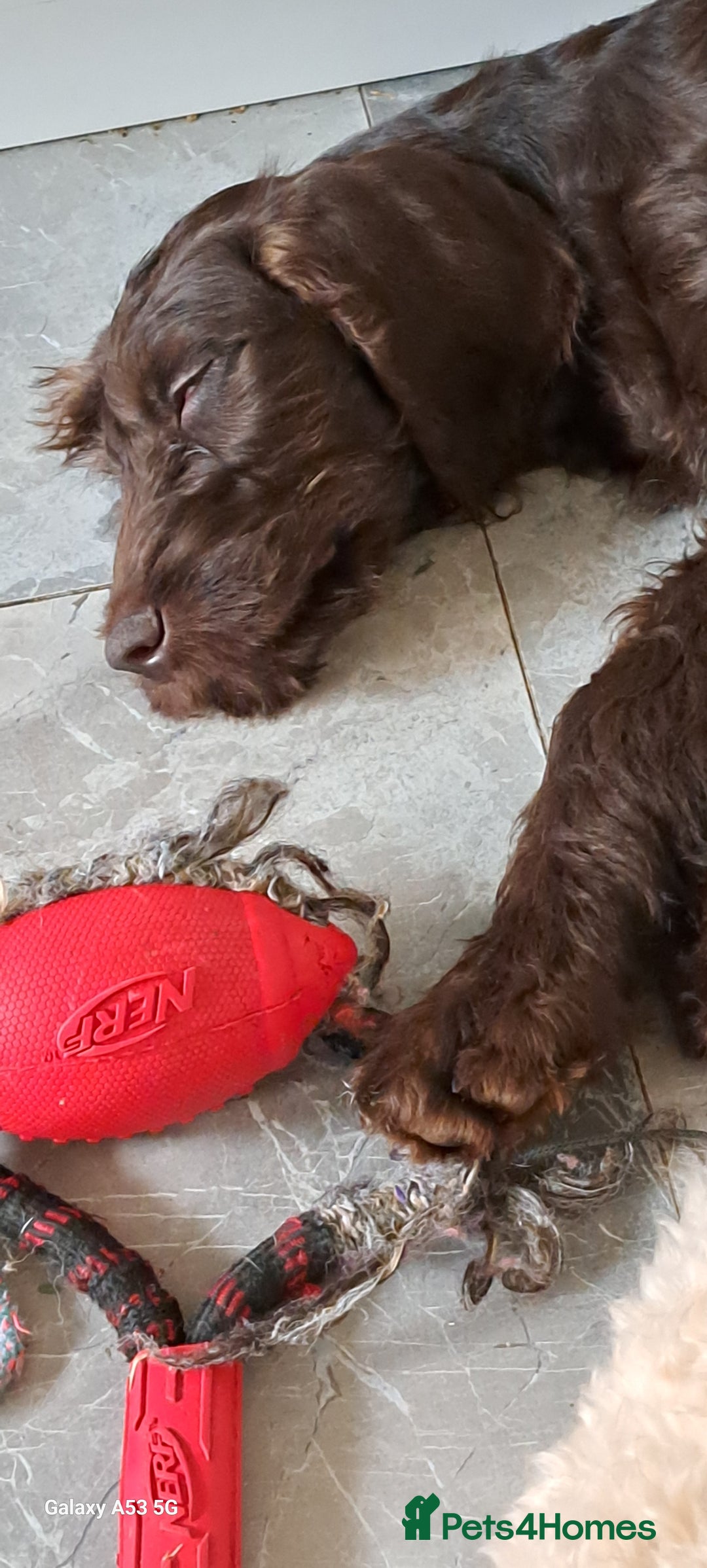Mixed Breed dogs for sale: Poodle/pointer puppies in Cumnock - Image 1
