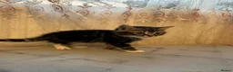 Mixed Breed cats for sale: 5 kittens ready for a new home  in London - Advert 10