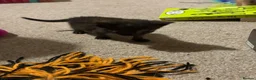 Domestic Shorthair cats for sale: 5 beautiful kittens for sale - Advert 19