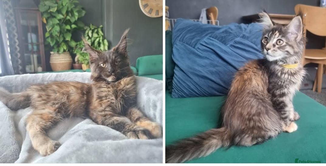 Maine Coon cats TICA REG. MAINE COON KITTENS  - Advert 2