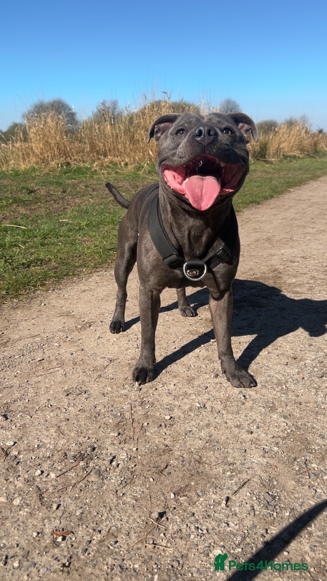 Staffordshire Bull Terrier dogs for stud: Blue Staffordshire bull terrier STUD - Advert 1