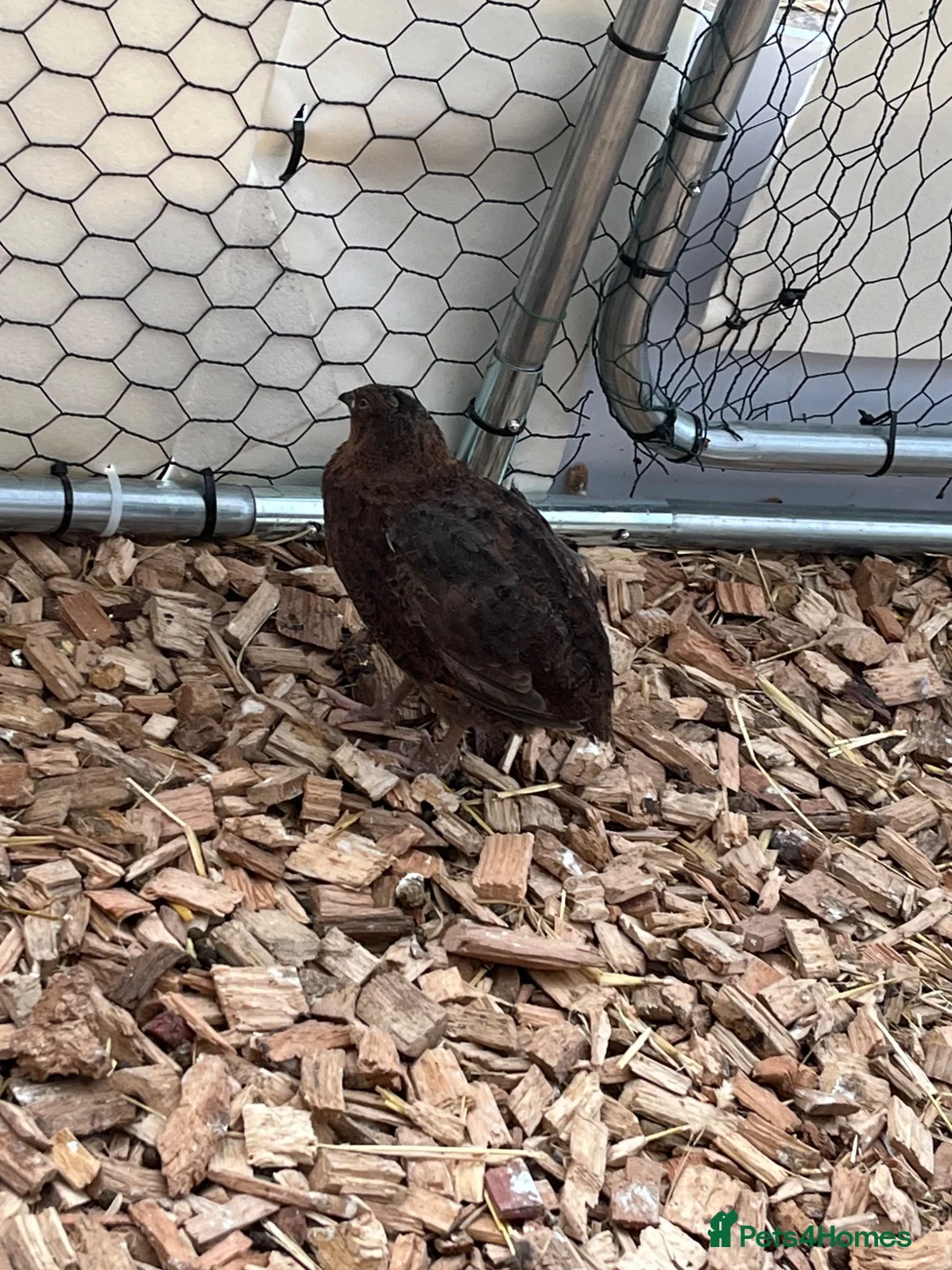 Quail poultry for sale: Male coturnix quail in Leeds - Advert 7