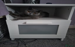 British Shorthair cats for sale: Beautiful Blue GCCF Female, Health Tested  - Image 2