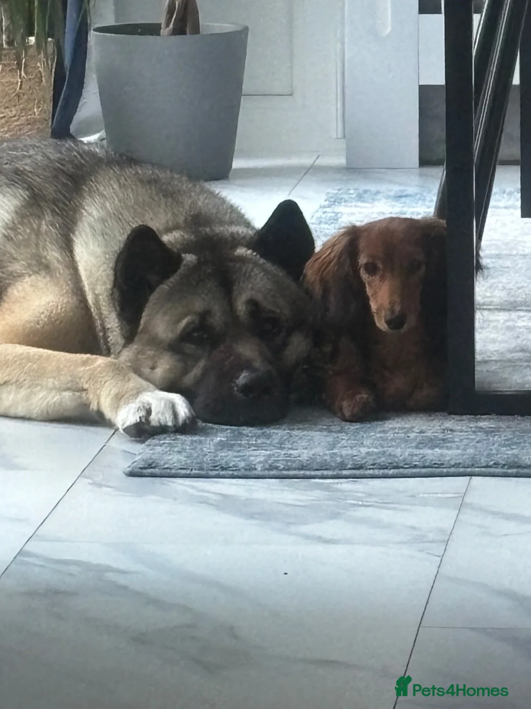 Akita dogs for sale: Beautiful Akita 4yrs in Birmingham - Advert 2