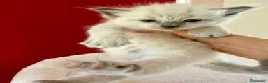 Ragdoll 3