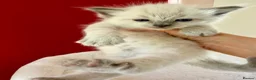 Ragdoll cats for sale: Ragdoll kittens in Blackburn - Advert 2