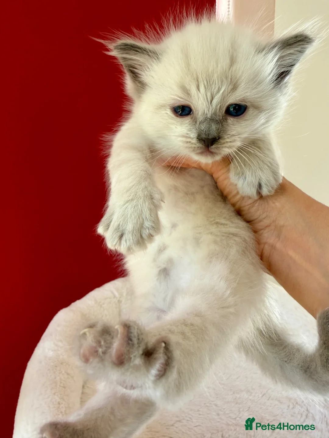 Ragdoll cats for sale: Ragdoll kittens in Blackburn - Advert 2