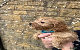 Cavapoo dogs for sale: Cavapoos puppies  - Image 7