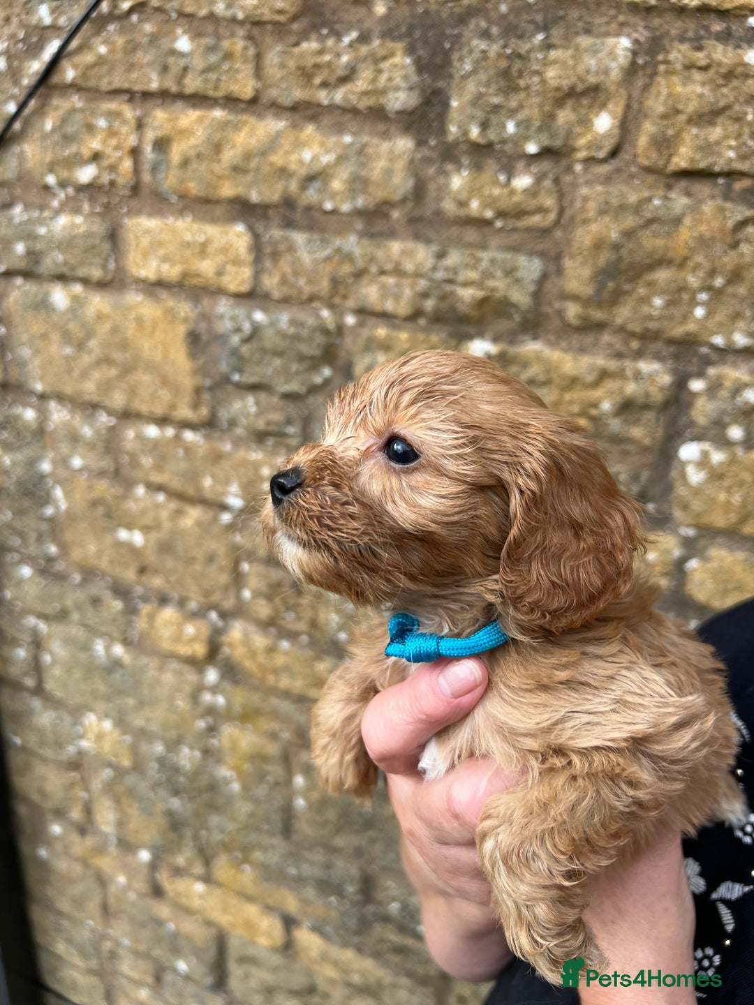 Cavapoo dogs for sale: Cavapoos puppies  - Image 7