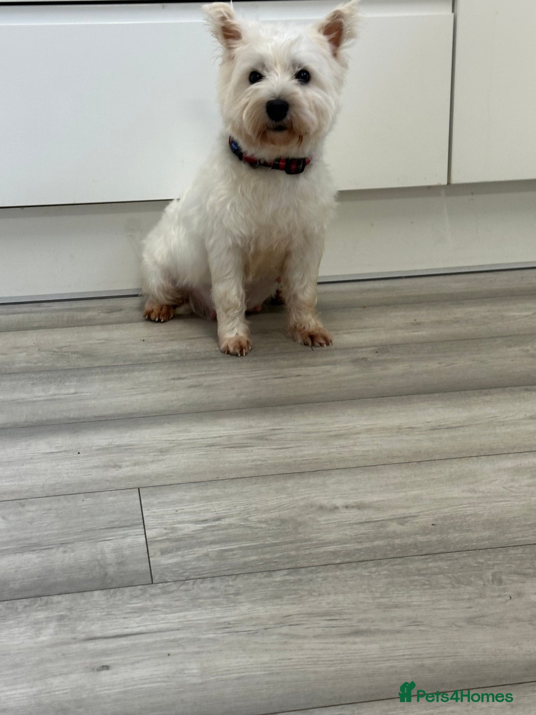 Mixed Breed dogs for sale: Westiepoo puppies - Advert 14