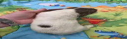 English Springer Spaniel dogs for sale: KC Homebred Health Tested Vet Social Pups 🩷 - Advert 30