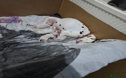 Dalmatian dogs for sale: 100% Dalmatian - Image 2