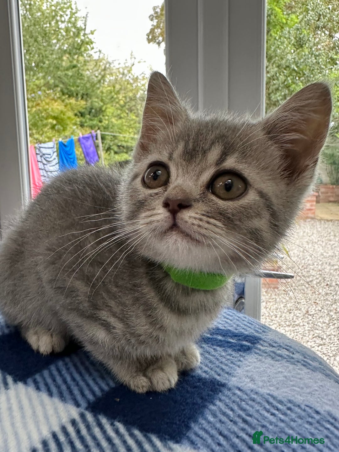 British Shorthair cats for sale: Purebred British Shorthair Grey Stripe Kittens - Image 8