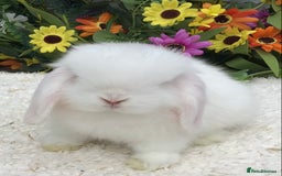 Mini Lop rabbits for sale: Mini lop buck - Image 1
