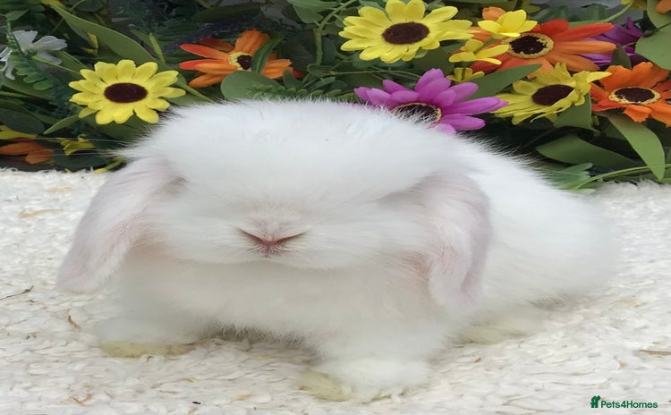 Mini Lop rabbits - Advert 4