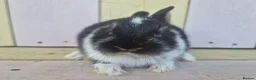 Netherland Dwarf rabbits for sale: 💜 PRETTIEST COLOURED NETHERLAND DWARF BABIES 💜 - Advert 21
