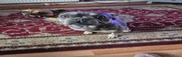 French Bulldog dogs for sale: French bulldogs - Advert 8