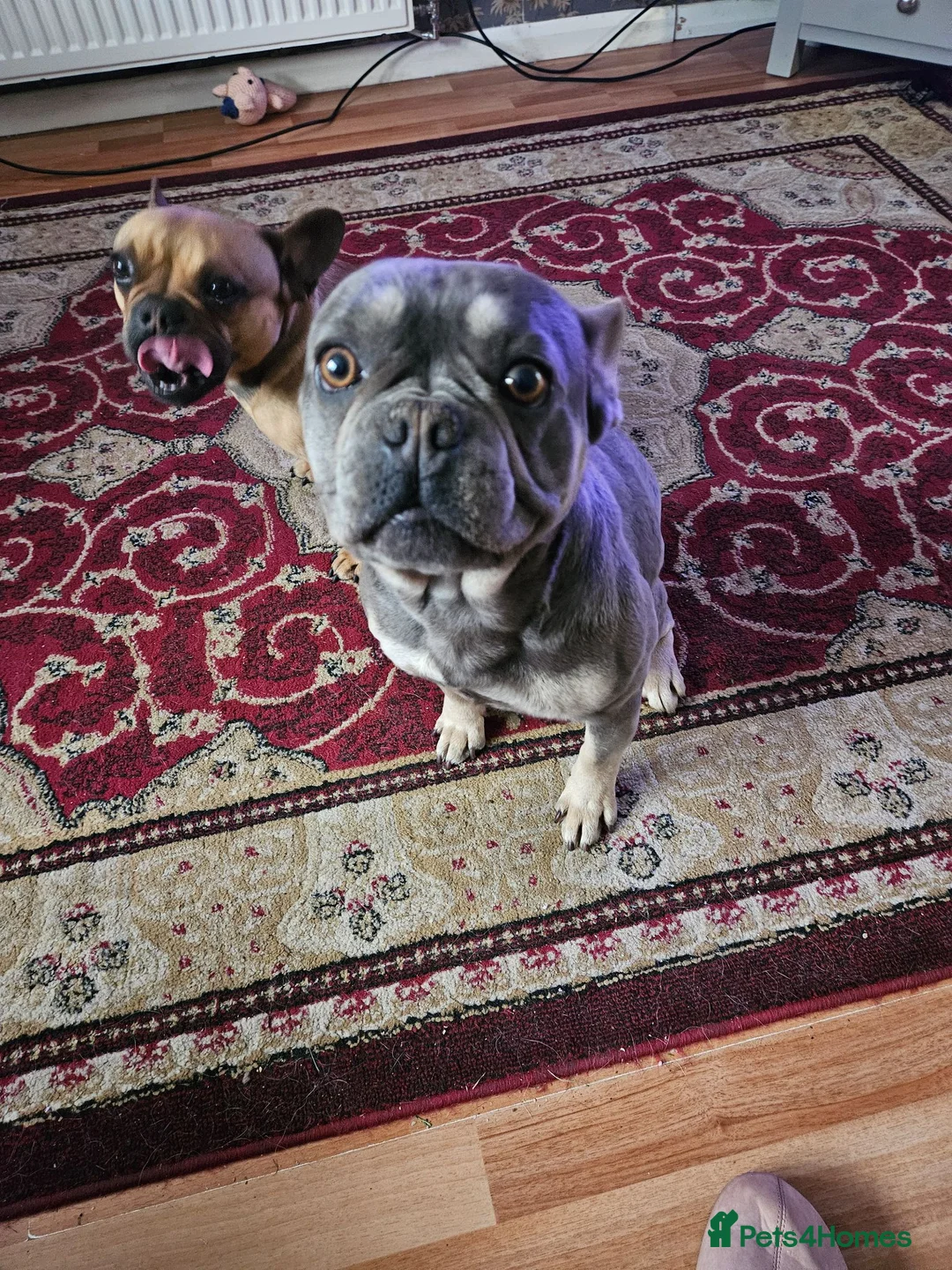 French Bulldog dogs for sale: French bulldogs - Advert 8