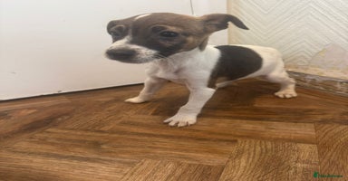 Jack Russell dogs - Advert 7