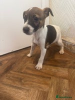 Jack Russell dogs - Advert 7