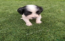Cocker Spaniel dogs for sale: Cocker puppies for sale - Image 5