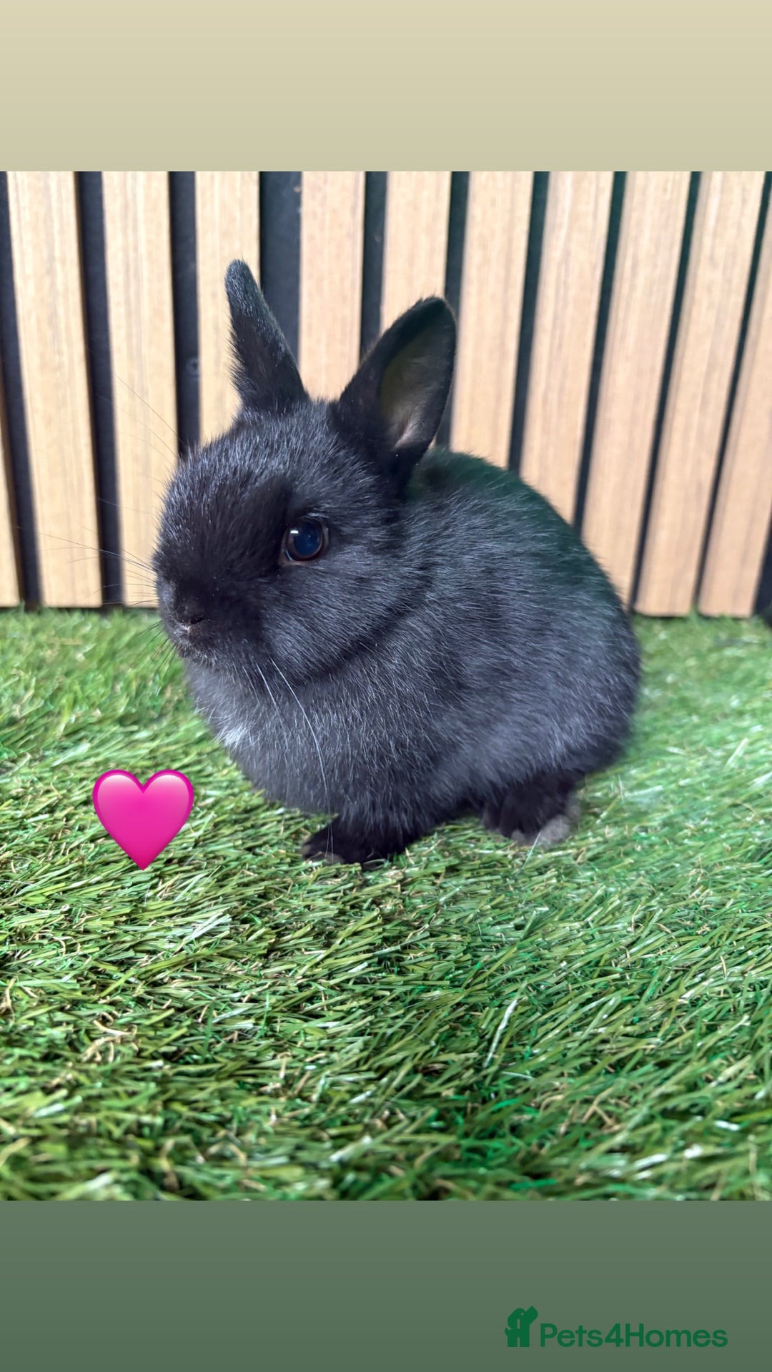 Netherland Dwarf rabbits for sale: 3 Black self Netherland Dwarf babies for sale - Advert 3