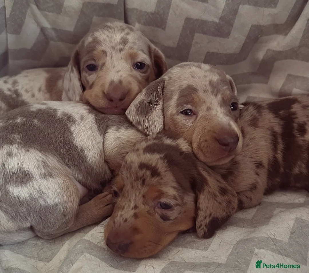 Miniature Dachshund dogs for sale: KC reg stunning cream & blue dapple puppies  - Advert 2