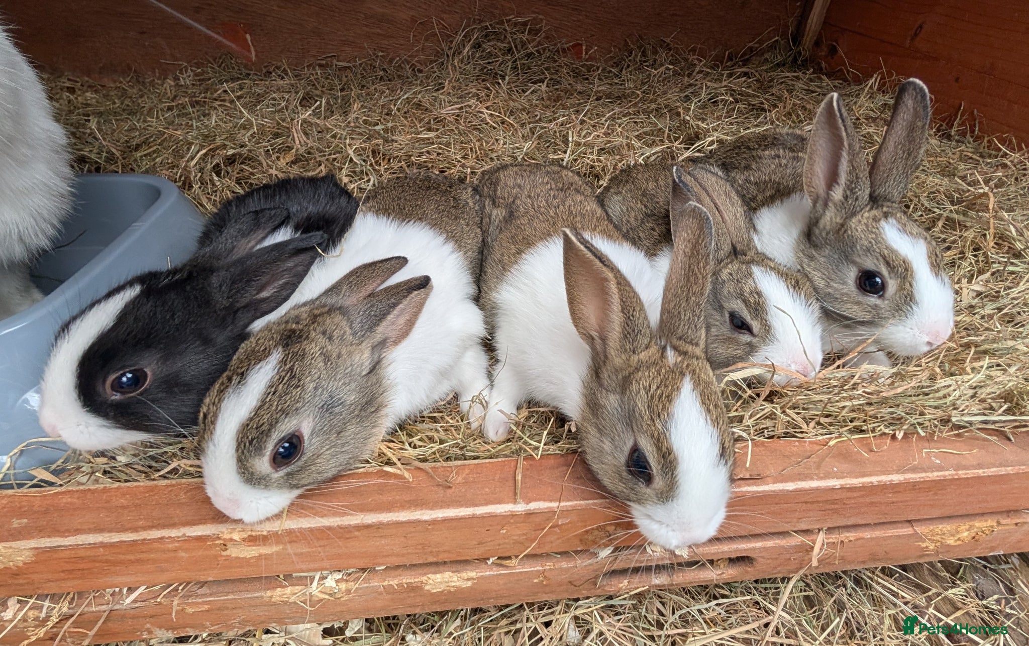 Mixed Breed rabbits Different Breeds Available - Lops/Rex/Dutch/Nethys - Advert 17
