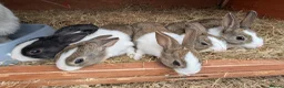 Mixed Breed rabbits for sale: Different Breeds Available - Advert 11
