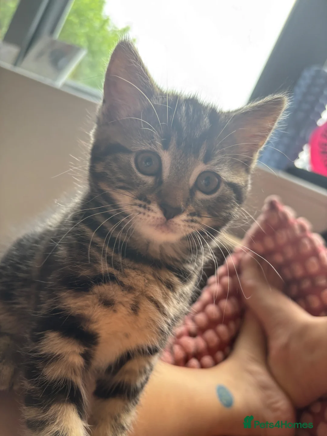 Mixed Breed cats for sale: Extremely Affectionate Bengal Mix Girl 🩷 - Advert 2