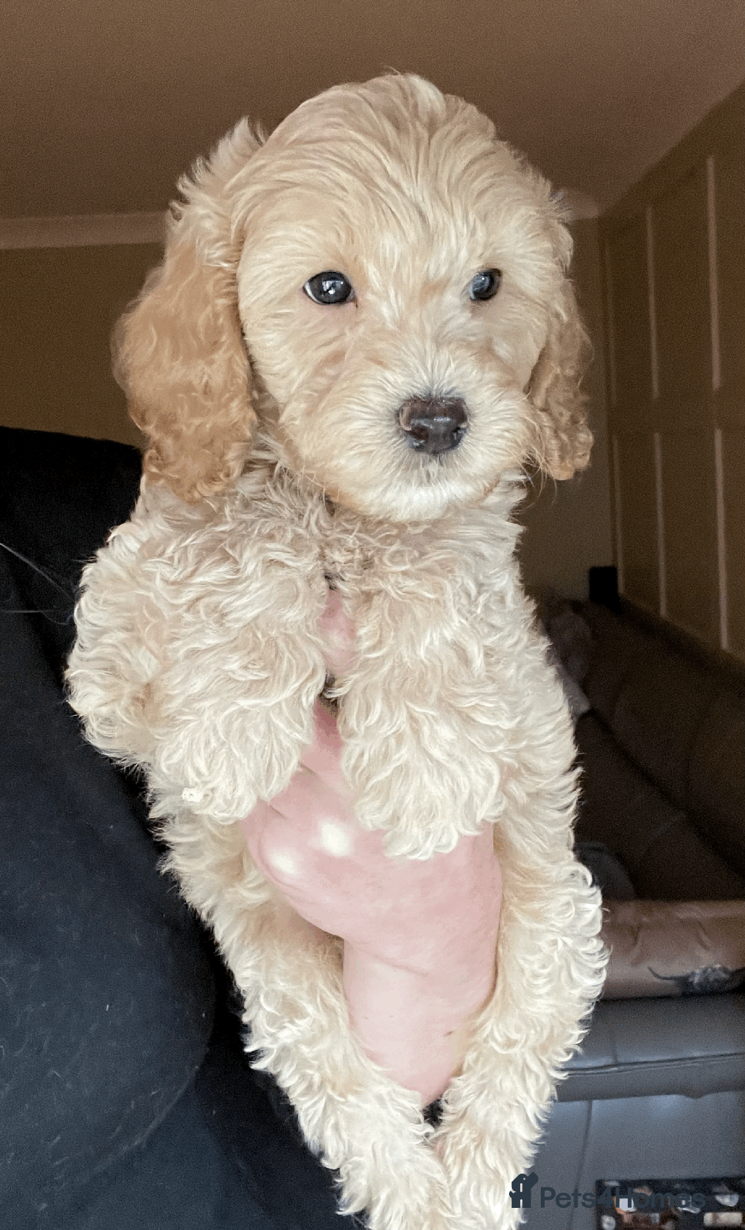 Cockapoo dogs for sale: F1b TOY COCKAPOO PUPS - DNA Health Tested!! - Advert 34
