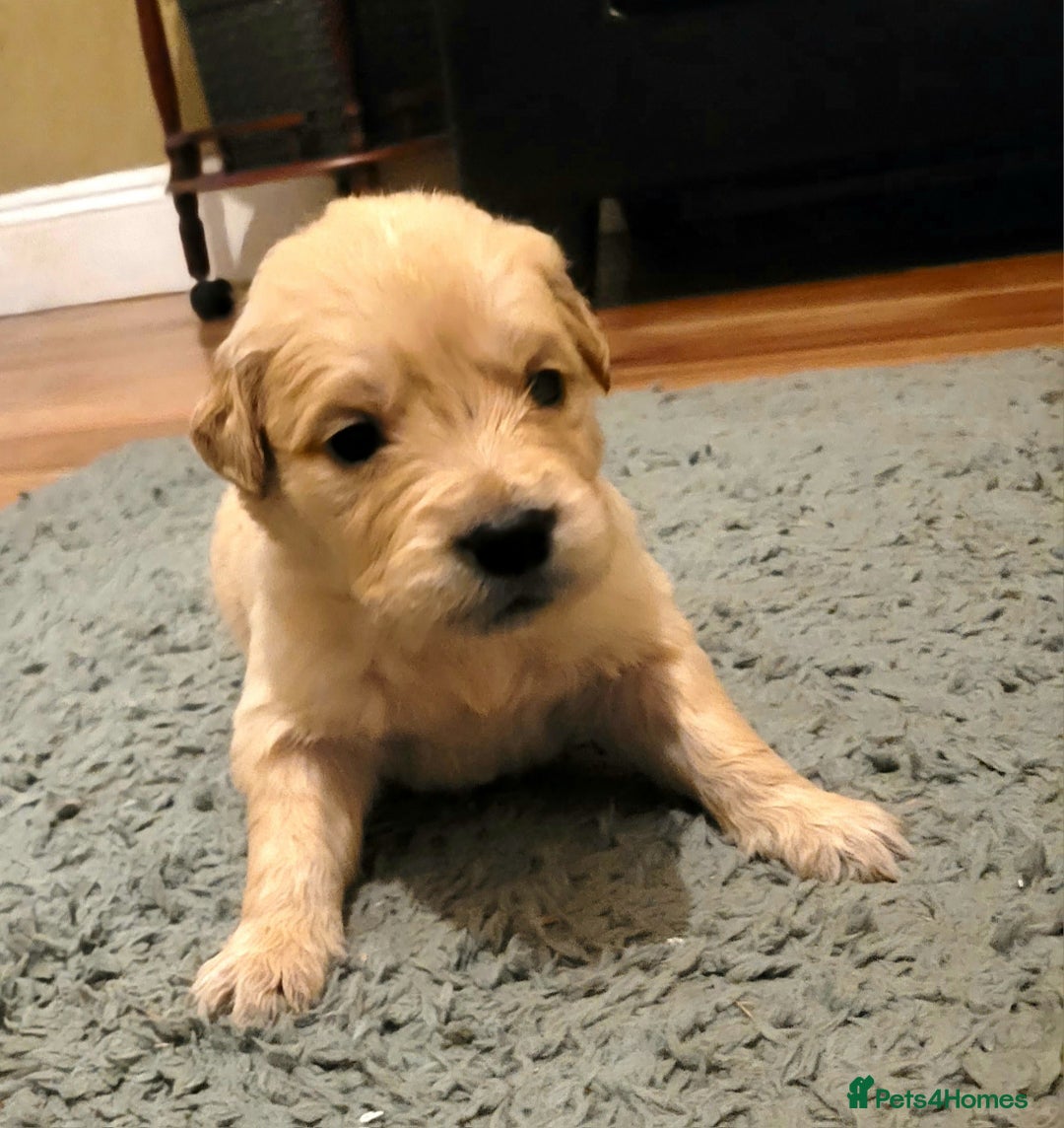 Golden Retriever dogs for sale: Golden Retriever - Advert 3