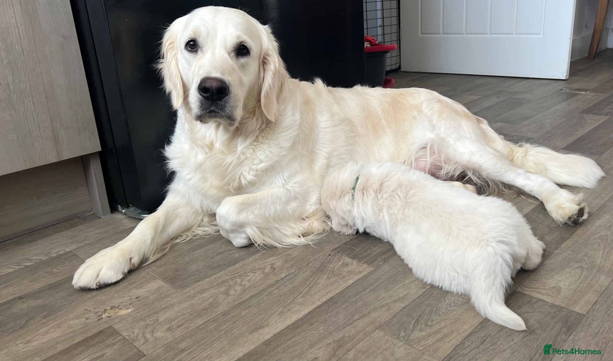 Golden Retriever dogs RKC registered golden retriever puppies  - Advert 17