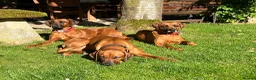 Rhodesian Ridgeback dogs for sale: Rhodesian Ridgebacks: Exceptional, 4th Generation - Advert 3