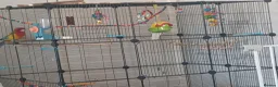 Parrots birds for sale: Pair of Rosellas - Advert 3