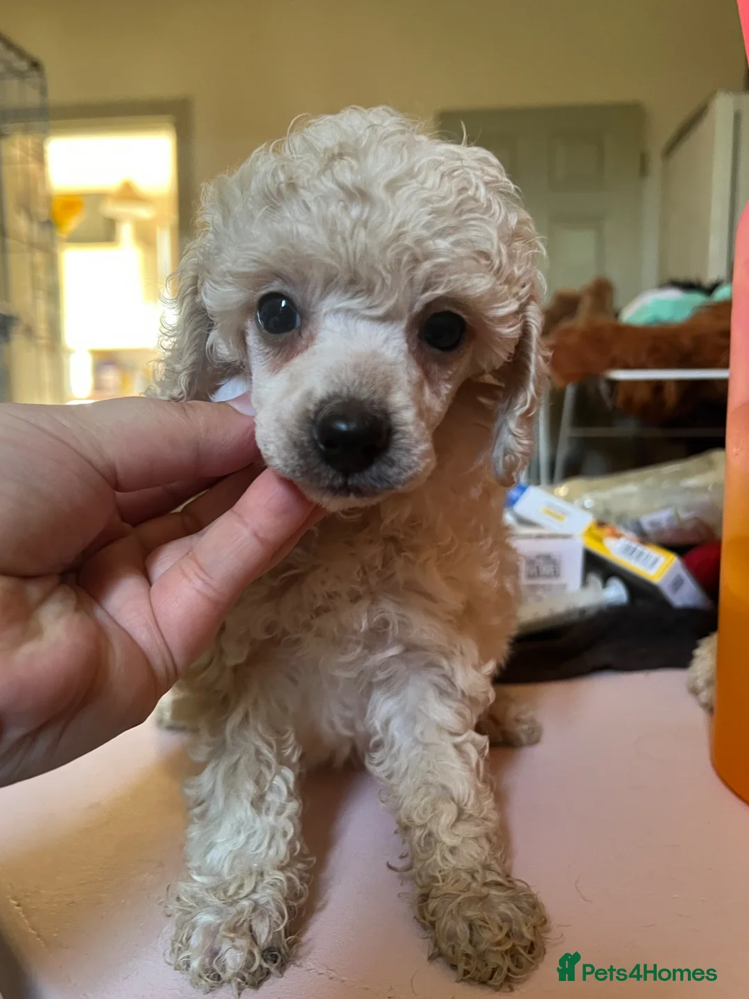 Toy Poodle dogs for sale: KC reg Toy Poodles - 1 LEFT vaccinated and ready - Advert 39