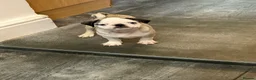 Pug dogs for sale: Amazing pug puppy’s  - Advert 2