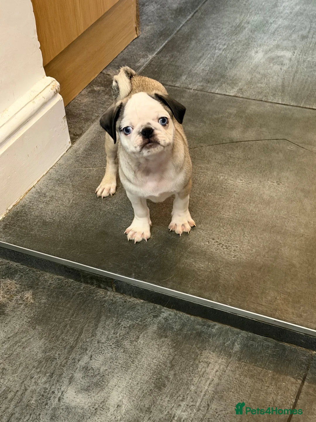 Pug dogs for sale: Amazing pug puppy’s  - Advert 2