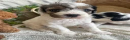 Cavapoo dogs for sale: THERAPY RAISED DNA TESTED CAVAPOOS  - Advert 5