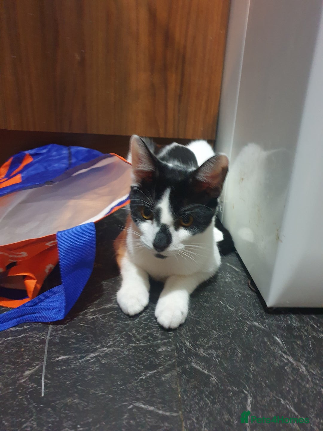 Domestic Shorthair cats for sale: Gorgeous boy looking for his forever family . - Advert 3