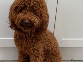 Miniature Poodle dogs RED MOYEN POODLE FOR STUD-Well Proven in Driffield - Advert 13