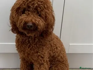 Miniature Poodle dogs RED MOYEN POODLE FOR STUD-Well Proven in Driffield - Advert 7