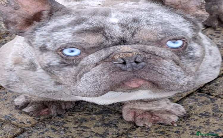 French Bulldog dogs - Advert 8